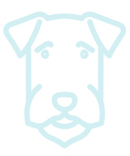 Retriever � poil boucl� (Curly coated Retriever)